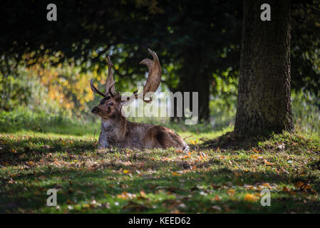 Allow cervi che riposano nel parco. Foto Stock