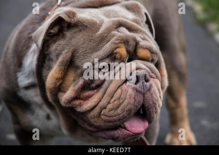 Rare maschio Lilla Bulldog inglese close up della testa Foto Stock