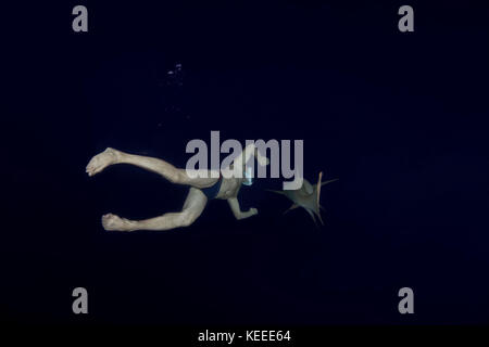 L'uomo nuota di notte con lo squalo - squali nutrice Tawny (Nebrius ferrugineus) Foto Stock