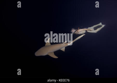 L'uomo nuota di notte con lo squalo - squali nutrice Tawny (Nebrius ferrugineus) Foto Stock