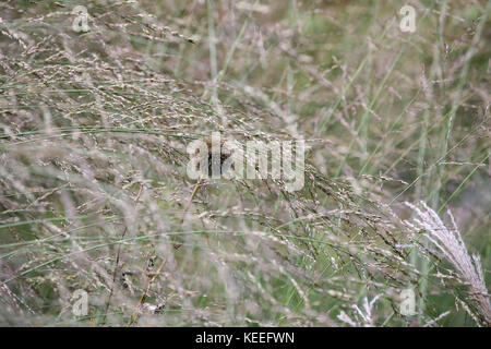 Echinops singolo seme head tra erbe Foto Stock