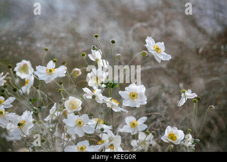 "Anemone Honorine Jobert' / bianco anemone giapponese tra erbe Foto Stock