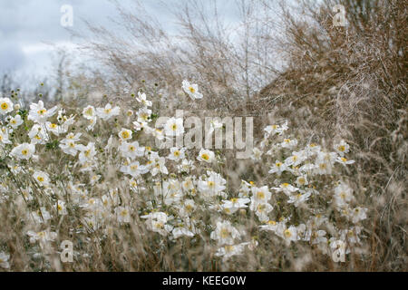 "Anemone Honorine Jobert' / bianco anemone giapponese tra erbe Foto Stock