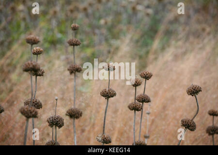 Phlomis russeliana struttura invernale Foto Stock