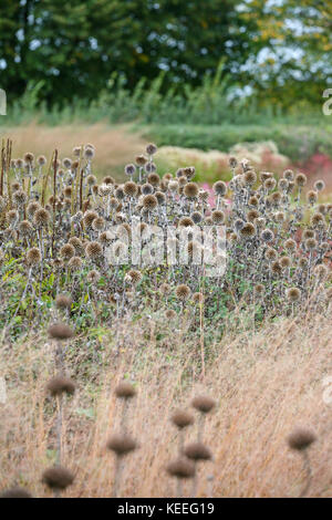 Echinops ritro teste di seme di erbe, autunno interesse nel giardino Foto Stock