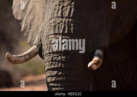 Un dettaglio foto di un elefante africano di zanne, bracconaggio bersagli. Visibili anche le pieghe della pelle grigia della proboscide e orecchio. Fauna africana Foto Stock