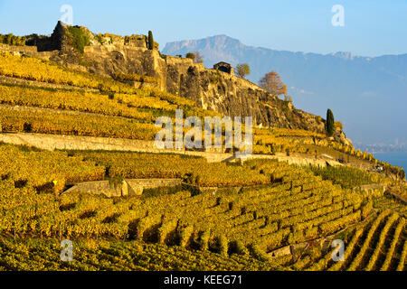 Vigneti in ripida coltivazione a terrazze che si erge sopra il Lago di Ginevra nella zona viticola di Lavaux, Rivaz, Vaud, Svizzera Foto Stock