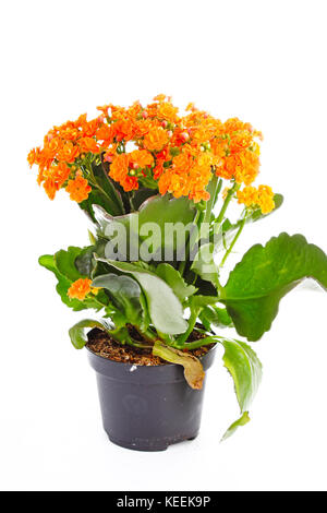 Piccoli fiori arancione di rubiaceae tree. Fiore di arancia impianto. Fiori di cluster ixora. Foto Stock