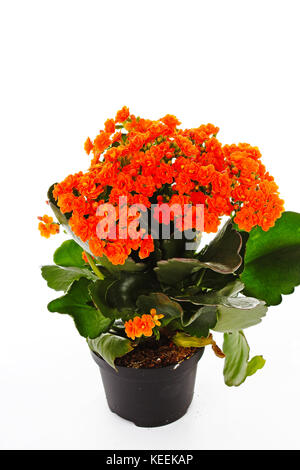 Piccoli fiori arancione di rubiaceae tree. Fiore di arancia impianto. Fiori di cluster ixora. Foto Stock