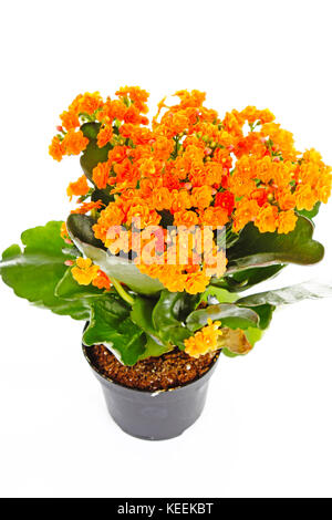 Piccoli fiori arancione di rubiaceae tree. Fiore di arancia impianto. Fiori di cluster ixora. Foto Stock