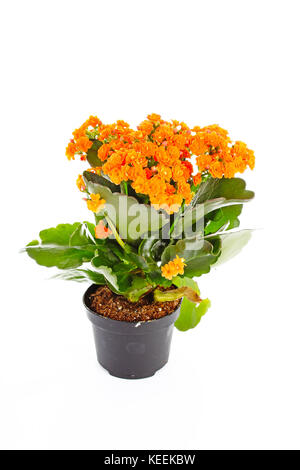 Piccoli fiori arancione di rubiaceae tree. Fiore di arancia impianto. Fiori di cluster ixora. Foto Stock