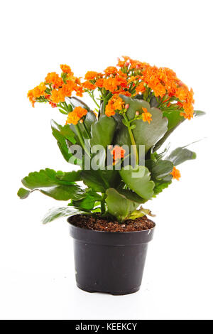 Piccoli fiori arancione di rubiaceae tree. Fiore di arancia impianto. Fiori di cluster ixora. Foto Stock