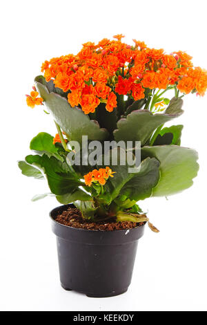 Piccoli fiori arancione di rubiaceae tree. Fiore di arancia impianto. Fiori di cluster ixora. Foto Stock