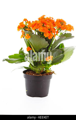 Piccoli fiori arancione di rubiaceae tree. Fiore di arancia impianto. Fiori di cluster ixora. Foto Stock