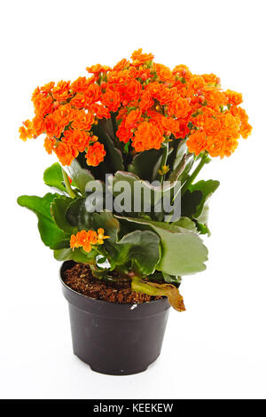 Piccoli fiori arancione di rubiaceae tree. Fiore di arancia impianto. Fiori di cluster ixora. Foto Stock