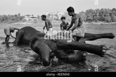 Formatori bagnarsi i giovani elefanti all'alba nel fiume del periyar on gennaio 11, 2012 nei pressi di Ernakulam, Kerala, India. Foto Stock