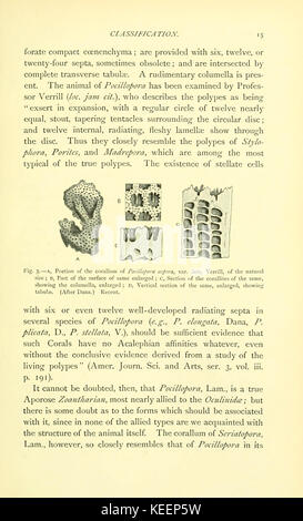 Sulla struttura e le affinità di catalogare i coralli del periodo Paleozoico (pagina 15) BHL9664361 Foto Stock