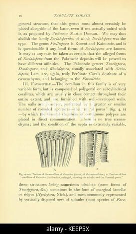 Sulla struttura e le affinità di catalogare i coralli del periodo Paleozoico (pagina 16) BHL9664362 Foto Stock