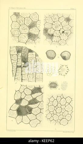 Sulla struttura e le affinità di catalogare i coralli del periodo Paleozoico BHL9664714 Foto Stock