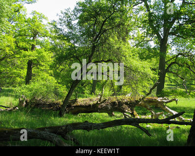 SPARREHOLM Sörmlands Foresta di quercia protetta come area naturale 2017 Foto Stock