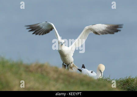 La fauna selvatica : sule a Bempton Cliffs. (Morus bassanus). Foto Stock