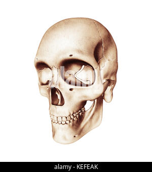 Vista di tre quarti di teschio umano su sfondo bianco Foto Stock