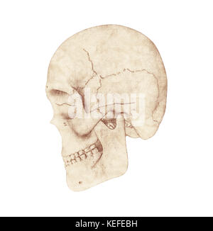 Profilo laterale vista del teschio umano su sfondo bianco Foto Stock