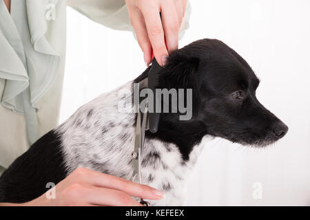 Close-up di donna taglia il pelo del suo cane con forbici e pettine Foto Stock