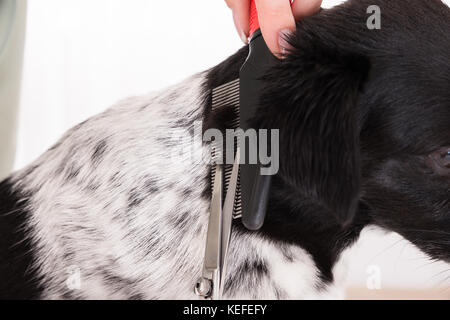 Close-up di donna taglia il pelo del suo cane con forbici e pettine Foto Stock