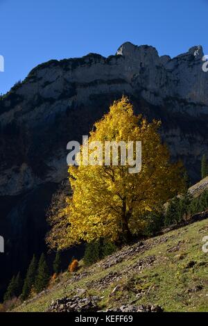 Albero autunnale, Alpstein, Kanton Appenzell Innerrhoden, Svizzera Foto Stock