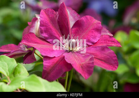 CLOSE UP DI CLEMATIS, WESTERPLATTE, Foto Stock