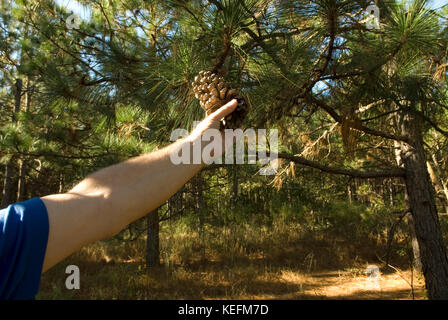 Uomo caucasico holding pigna, Bethune, South Carolina, Stati Uniti d'America. Foglia lungo gli alberi di pino sono utilizzati per il telone in architettura del paesaggio. Foto Stock