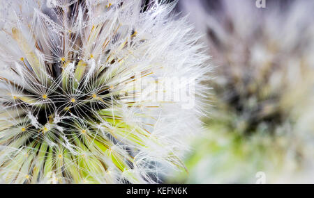 Incredibile tutta la trama di tarassaco impilati di messa a fuoco macro closeup, lotti di texture, con molti acqua di pioggia gocce di rugiada sui semi, bianco, verde e giallo Foto Stock