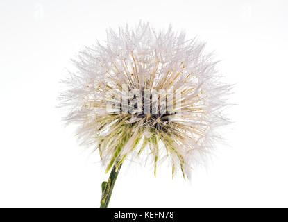 Bella e sorprendente macro closeup di tarassaco con molti pioggia di rugiada di gocce di acqua sui semi e petali, isolato su un puro sfondo bianco Foto Stock