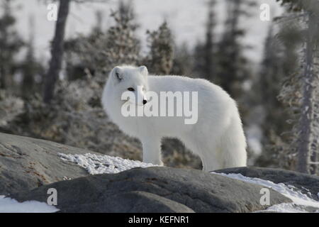 Arctic Fox (vulpes vulpes lagopus) in bianco cappotto invernale sulla protezione canadese Foto Stock