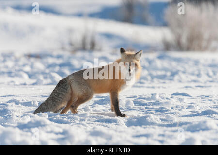 La volpe rossa durante il periodo invernale Foto Stock