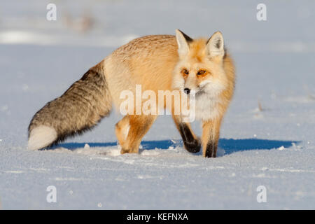 La volpe rossa durante il periodo invernale con pelliccia pesante per la protezione dal freddo pungente nel Parco Nazionale di Yellowstone, Wyoming Foto Stock