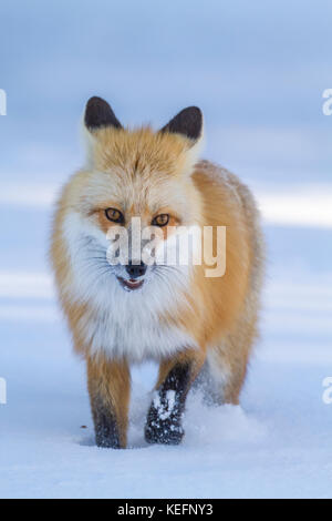 Red Fox (vulpes vulpes fulva) Foto Stock
