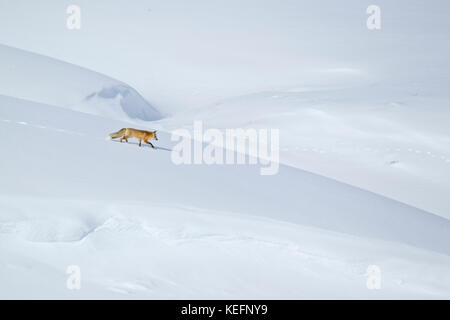 Red Fox (Vulpes vulpes fulva) caccia nella valle di Hayden durante l inverno Wyomings nel Parco Nazionale di Yellowstone Foto Stock