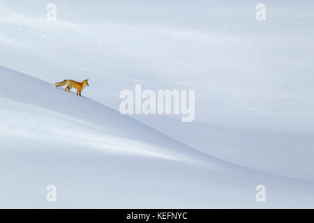 Red Fox (Vulpes vulpes fulva) caccia nella valle di Hayden durante l inverno Wyomings nel Parco Nazionale di Yellowstone Foto Stock
