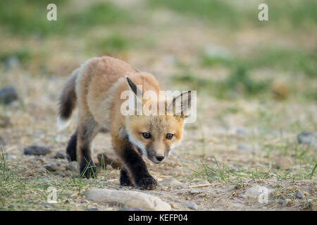 Cucciolo di volpe rossa Foto Stock