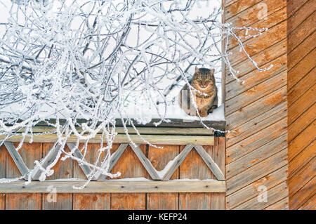 Fluffy cat seduto sulla staccionata in legno al cancello della vecchia casa di villaggio con grande albero coperto di neve e di ghiaccio sul giorno di inverno Foto Stock