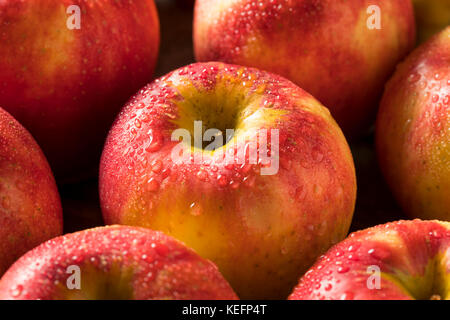 Materie organico rosso tango dolce di mele gala pronto a mangiare Foto Stock