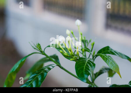 Arricciato di fiori di gelsomino (tabernaemontana divaricata) Foto Stock