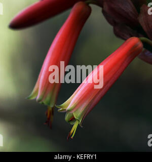 Primo piano di fiori di aloe rosso-arancione Foto Stock