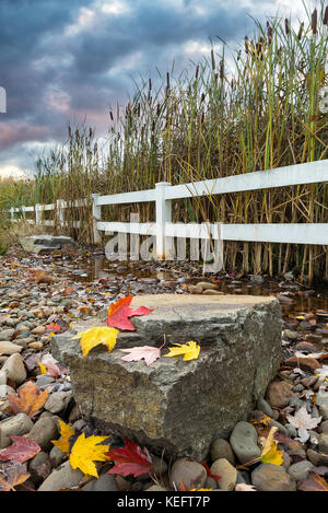 Tifa piante con picchi di fiori da zone umide nel Parco durante la stagione autunnale Foto Stock