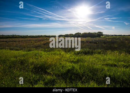 Pevensey Levels, East Sussex. Antico paesaggio con saline medievali e villaggi perduti. E' stato inondato dal mare in grandi tempeste. Casa dei lapwing. Foto Stock