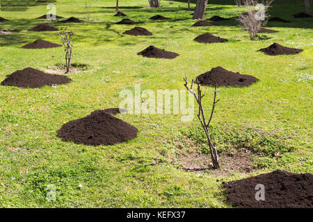 Mucchio di fertilizzante organico di pianta per piantagione nell'erba verde. Primavera Foto Stock