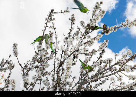 Pappagalli mangiare sul mandorlo in fiore Foto Stock