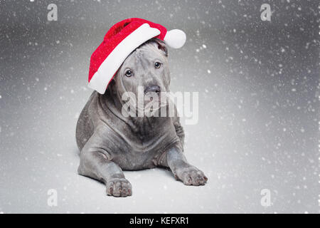 Thai ridgeback cucciolo in xmas hat Foto Stock